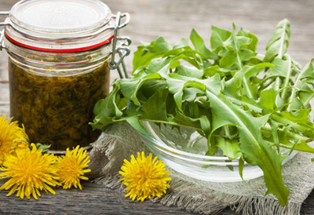 Dandelion tincture for the treatment of papilloma